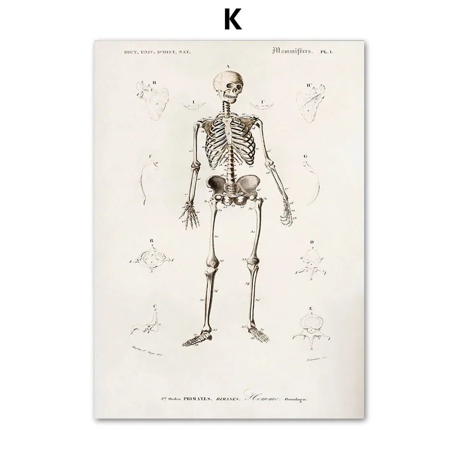 DaVinci Sketch Anatomy Muscle Vitruvian Man Wall Art Canvas Painting Nordic Poster And Prints Wall Picture For Living Room Decor - DeadScholarSociety