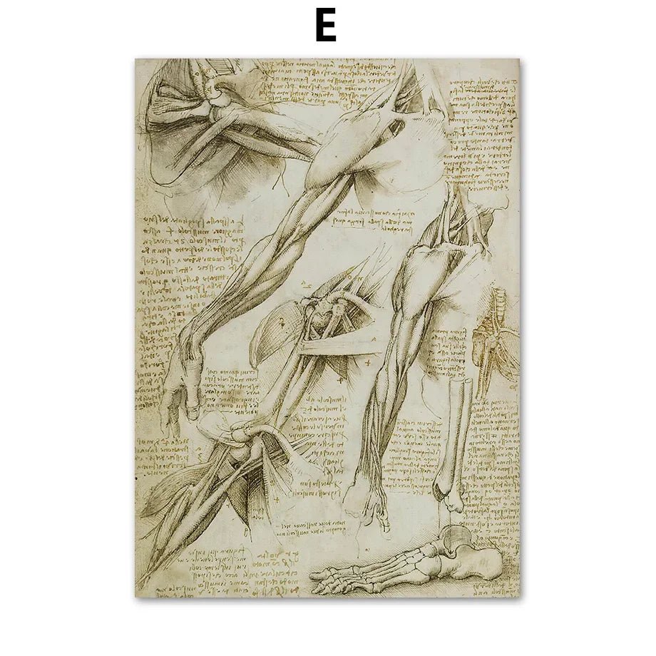 DaVinci Sketch Anatomy Muscle Vitruvian Man Wall Art Canvas Painting Nordic Poster And Prints Wall Picture For Living Room Decor - DeadScholarSociety