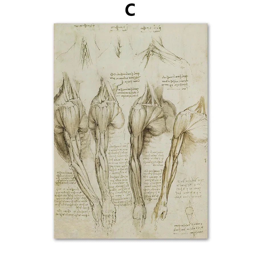 DaVinci Sketch Anatomy Muscle Vitruvian Man Wall Art Canvas Painting Nordic Poster And Prints Wall Picture For Living Room Decor - DeadScholarSociety