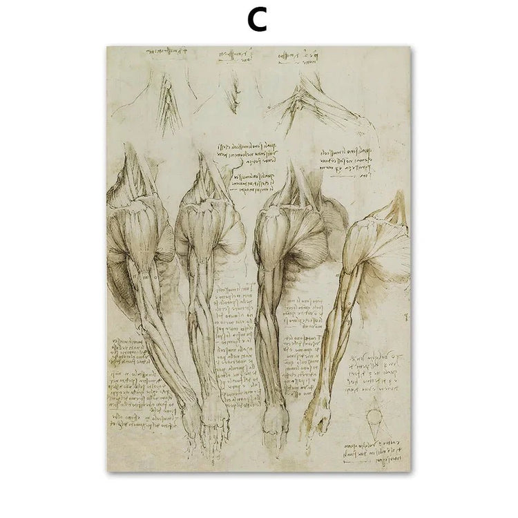 DaVinci Sketch Anatomy Muscle Vitruvian Man Wall Art Canvas Painting Nordic Poster And Prints Wall Picture For Living Room Decor (Arms) - DeadScholarSociety