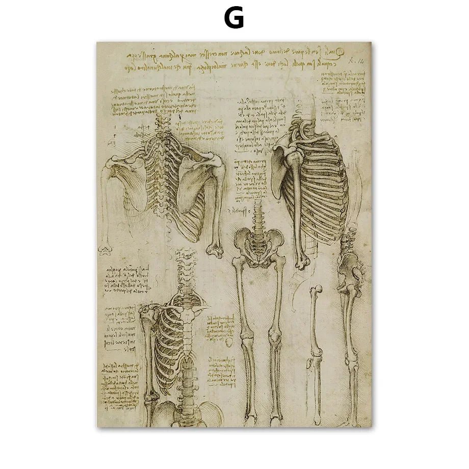 DaVinci Sketch Anatomy Muscle Vitruvian Man Wall Art Canvas Painting Nordic Poster And Prints Wall Picture For Living Room Decor (Parts of human skeleton) Medical Skeleton - DeadScholarSociety