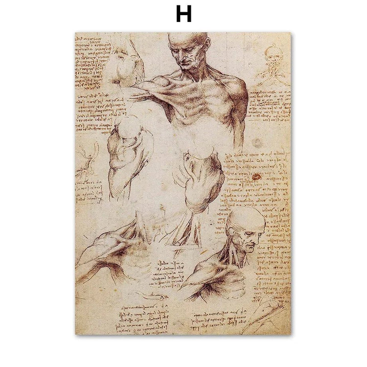 DaVinci Sketch Medical Wall Art - Wall Picture of Parts of Body - DeadScholarSociety