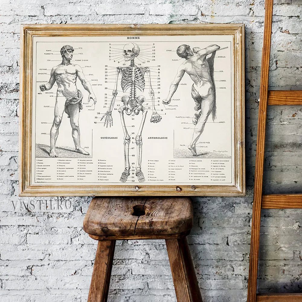 Pierre Larousse Antique Art Print Poster The Human Body Scientific Illustration Wall Picture Skeleton Canvas Painting Decor Gift(Human) - DeadScholarSociety