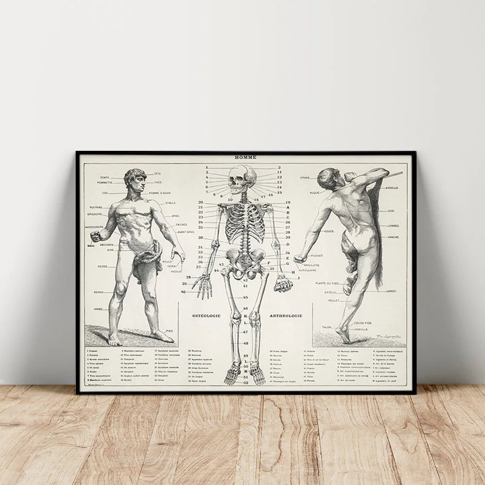 Pierre Larousse Antique Art Print Poster The Human Body Scientific Illustration Wall Picture Skeleton Canvas Painting Decor Gift(Human) - DeadScholarSociety