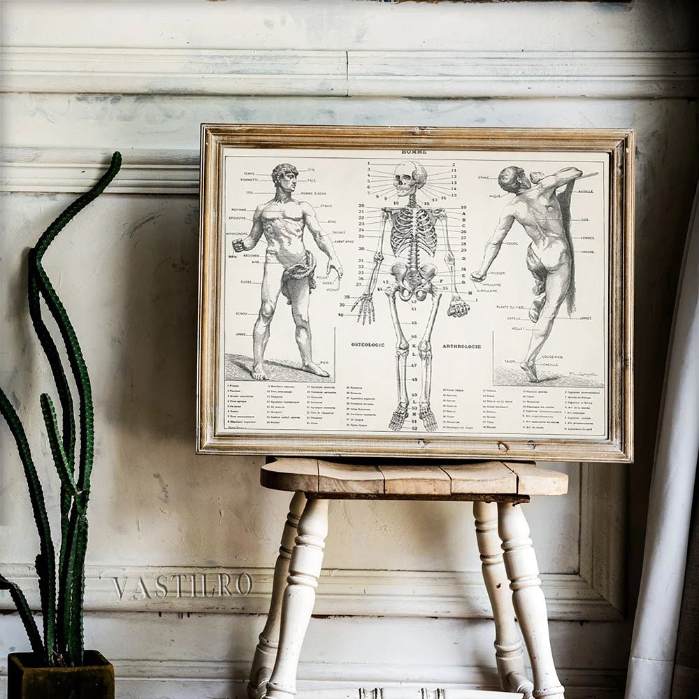 Pierre Larousse Antique Art Print Poster The Human Body Scientific Illustration Wall Picture Skeleton Canvas Painting Decor Gift(Human) - DeadScholarSociety