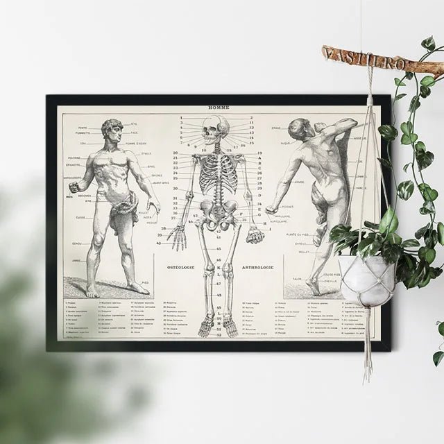 Pierre Larousse Antique Art Print Poster The Human Body Scientific Illustration Wall Picture Skeleton Canvas Painting Decor Gift(Human) - DeadScholarSociety