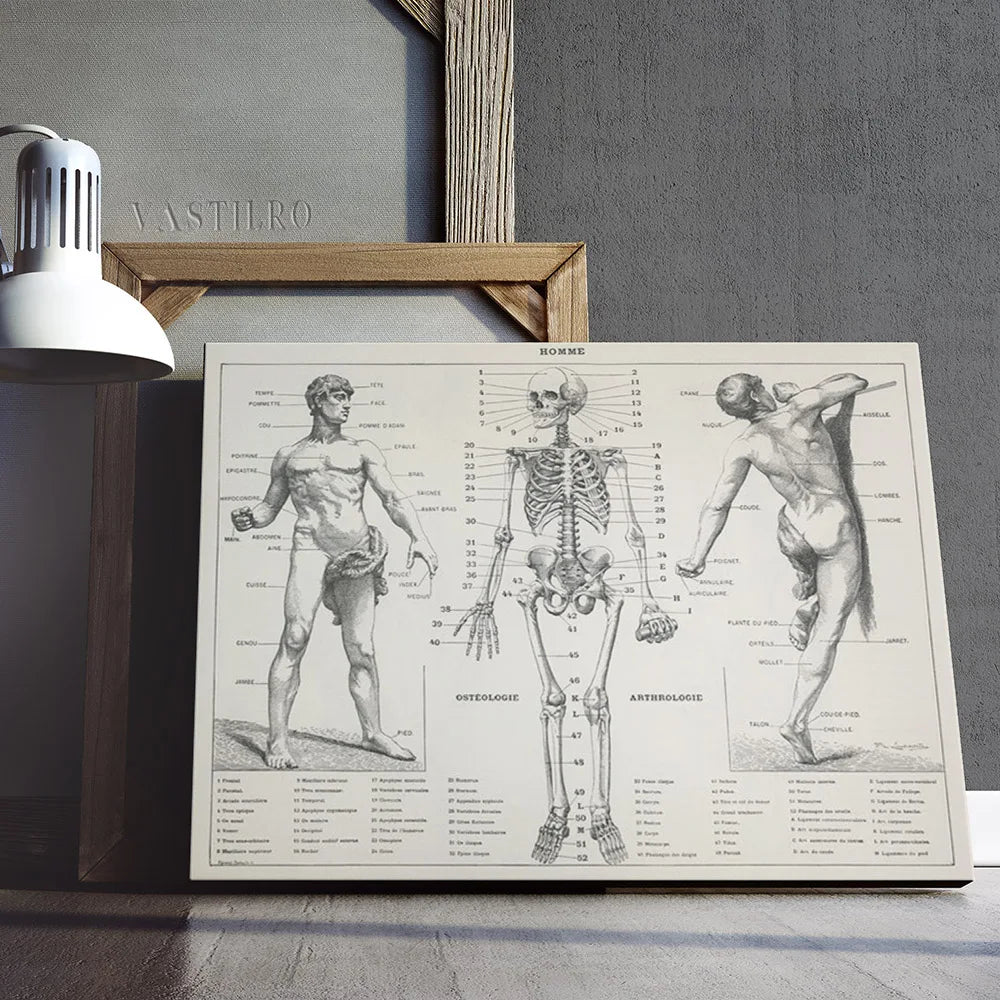 Pierre Larousse Antique Art Print Poster The Human Body Scientific Illustration Wall Picture Skeleton Canvas Painting Decor Gift(Human) - DeadScholarSociety