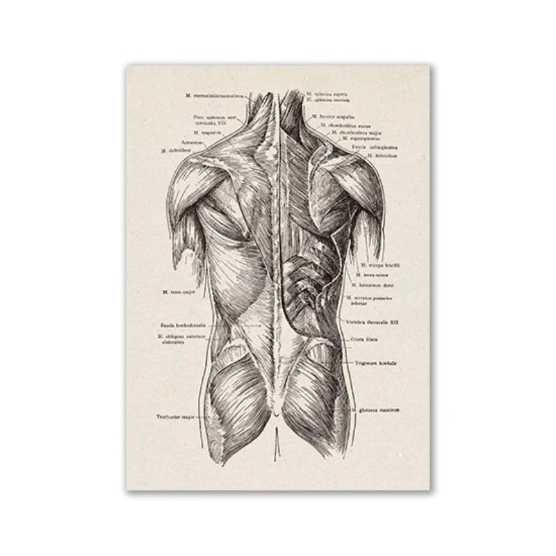 Vintage Human Anatomy Artwork Medical Wall Picture Muscle Skeleton Poster Canvas Art Print Education Hospital Pharmacy Paintings (Back body) - DeadScholarSociety