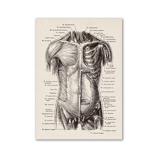 Vintage Human Anatomy Artwork Medical Wall Picture Muscle Skeleton Poster Canvas Art Print Education Hospital Pharmacy Paintings (Body) - DeadScholarSociety