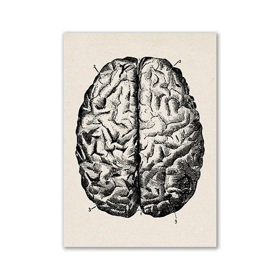 Vintage Human Anatomy Artwork Medical Wall Picture Muscle Skeleton Poster Canvas Art Print Education Hospital Pharmacy Paintings (Brain) - DeadScholarSociety