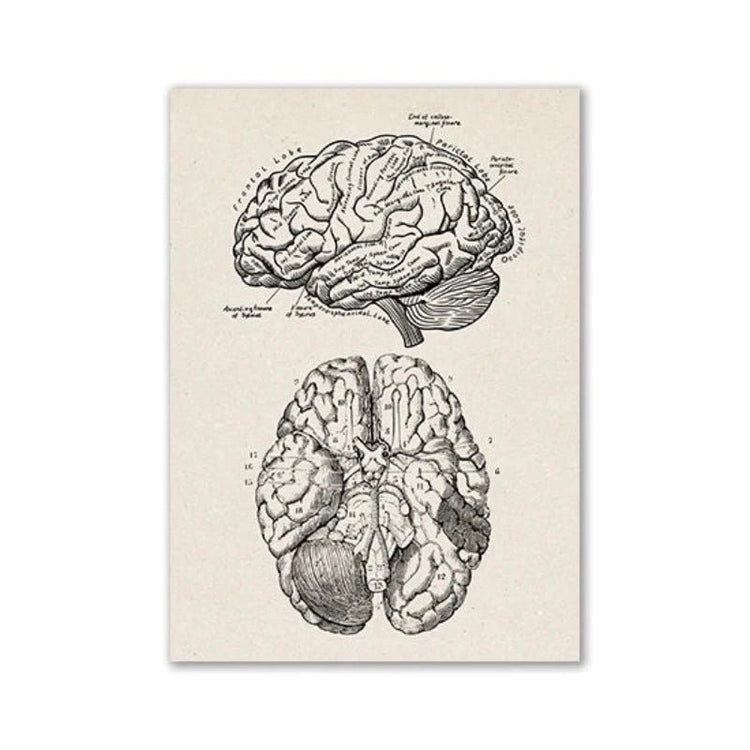 Vintage Human Anatomy Artwork Medical Wall Picture Muscle Skeleton Poster Canvas Art Print Education Hospital Pharmacy Paintings (Brain) - DeadScholarSociety
