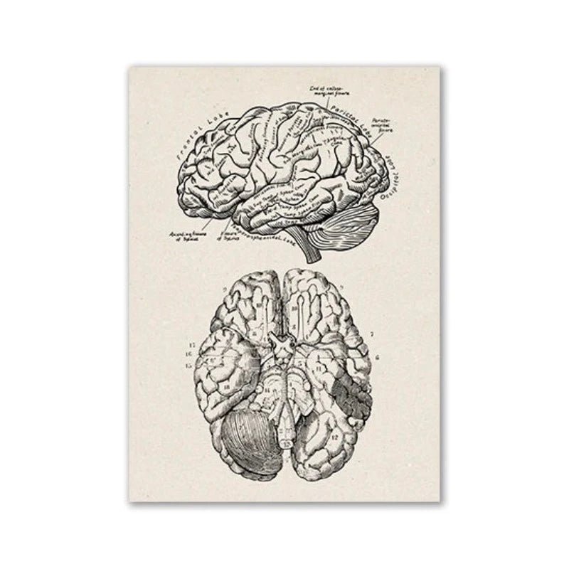 Vintage Human Anatomy Artwork Medical Wall Picture Muscle Skeleton Poster Canvas Art Print Education Hospital Pharmacy Paintings (Brain) - DeadScholarSociety