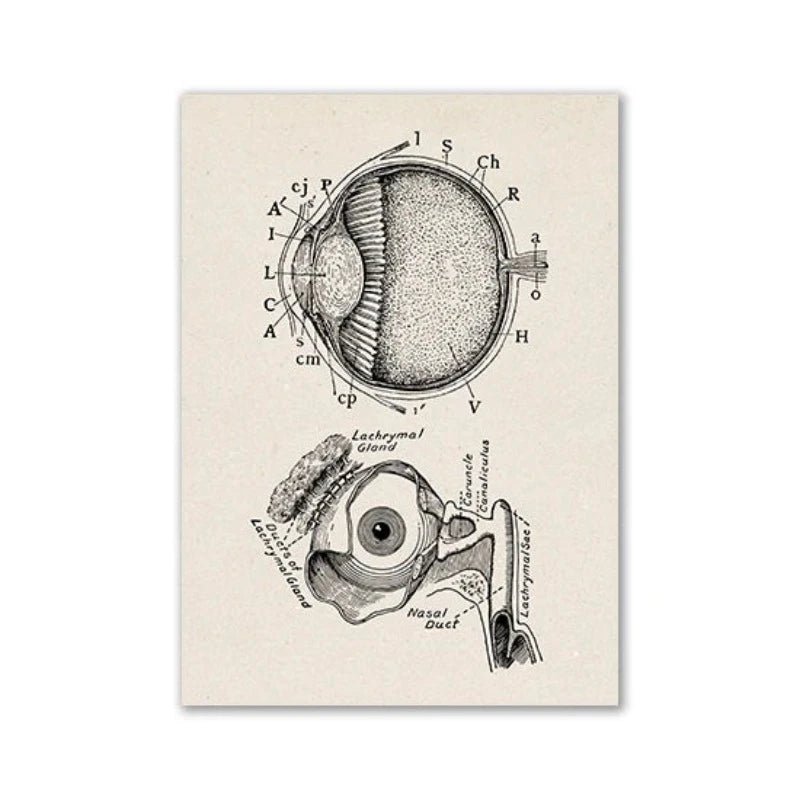 Vintage Human Anatomy Artwork Medical Wall Picture Muscle Skeleton Poster Canvas Art Print Education Hospital Pharmacy Paintings (Eye ball) - DeadScholarSociety