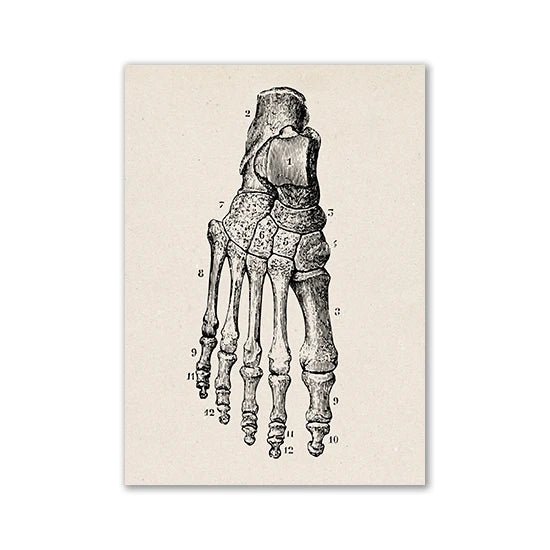 Vintage Human Anatomy Artwork Medical Wall Picture Muscle Skeleton Poster Canvas Art Print Education Hospital Pharmacy Paintings (Foot) - DeadScholarSociety