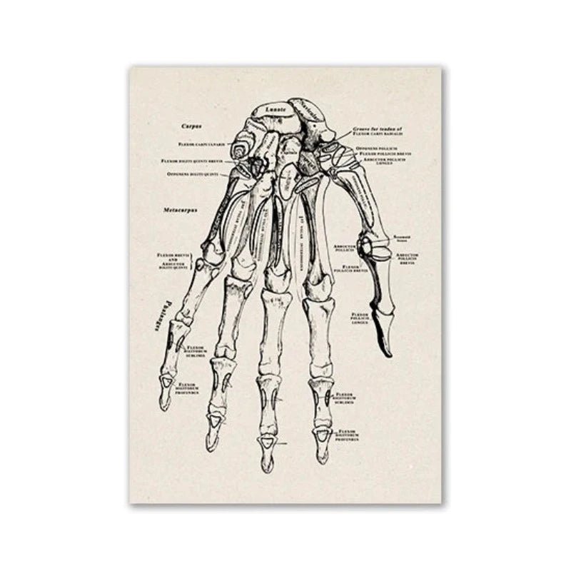 Vintage Human Anatomy Artwork Medical Wall Picture Muscle Skeleton Poster Canvas Art Print Education Hospital Pharmacy Paintings (Hand) - DeadScholarSociety