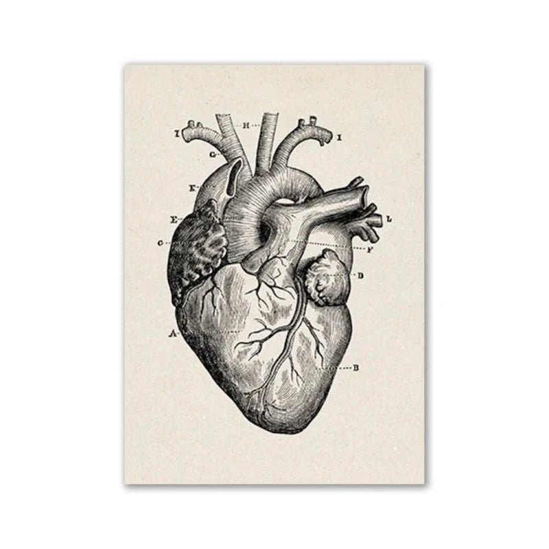 Vintage Human Anatomy Artwork Medical Wall Picture Muscle Skeleton Poster Canvas Art Print Education Hospital Pharmacy Paintings (Heart) - DeadScholarSociety