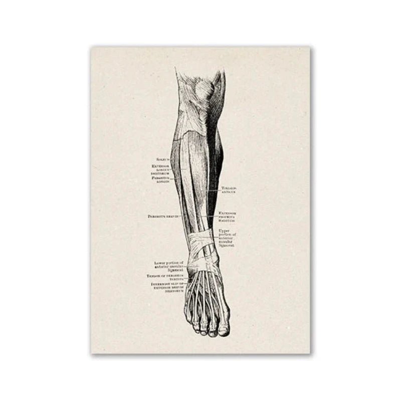 Vintage Human Anatomy Artwork Medical Wall Picture Muscle Skeleton Poster Canvas Art Print Education Hospital Pharmacy Paintings (Leg) - DeadScholarSociety