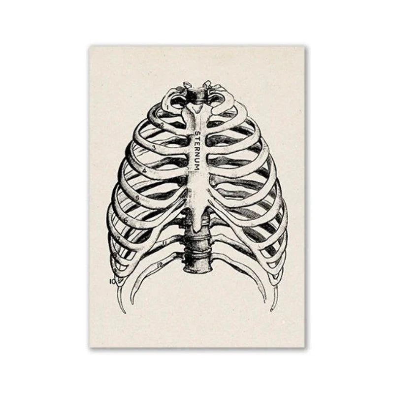 Vintage Human Anatomy Artwork Medical Wall Picture Muscle Skeleton Poster Canvas Art Print Education Hospital Pharmacy Paintings (Lungs) - DeadScholarSociety