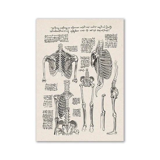 Vintage Human Anatomy Artwork Medical Wall Picture Muscle Skeleton Poster Canvas Art Print Education Hospital Pharmacy Paintings(Parts of human Skeleton) - DeadScholarSociety