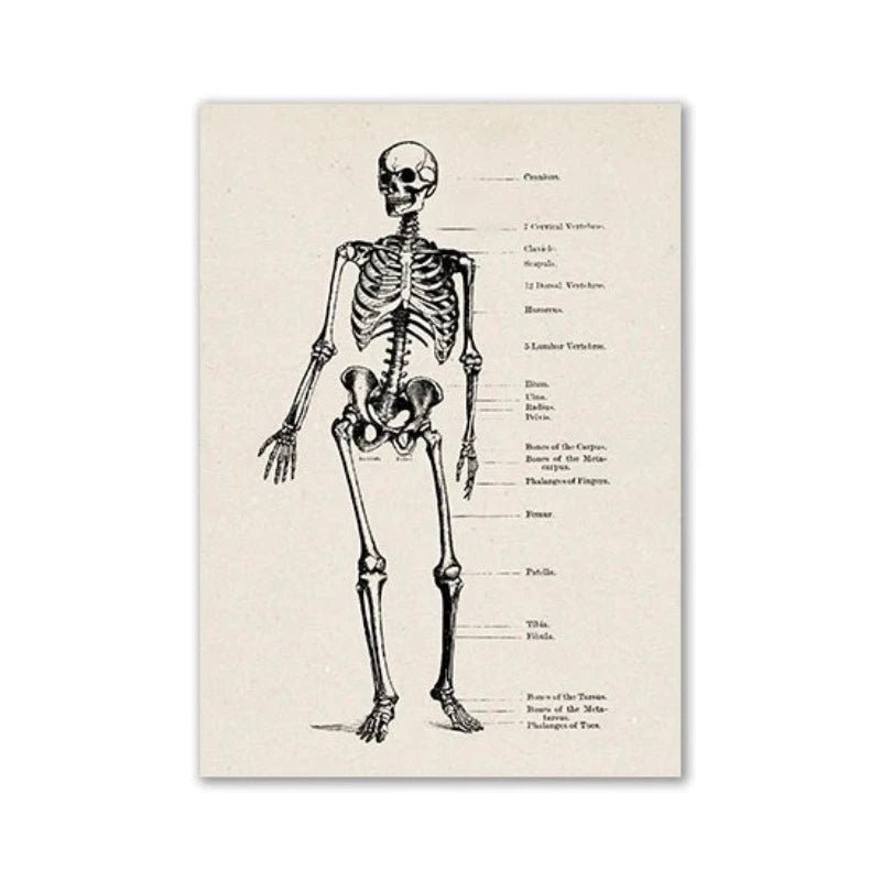 Vintage Human Anatomy Artwork Medical Wall Picture of Muscle Skeleton - DeadScholarSociety