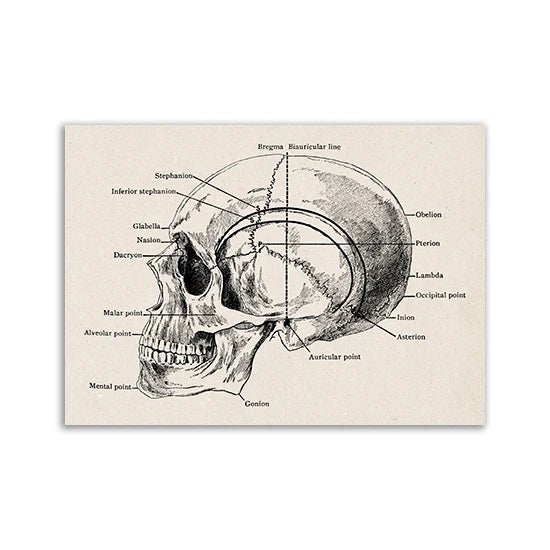 Vintage Human Anatomy Artwork Medical Wall Picture of Skull - DeadScholarSociety