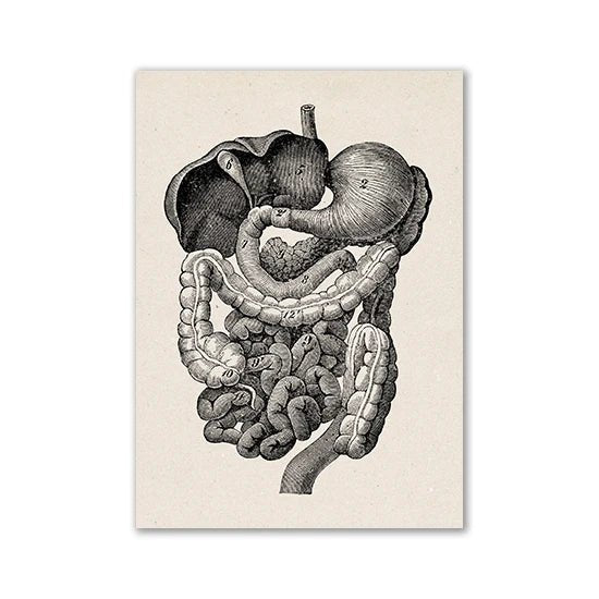 Vintage Human Anatomy Artwork Medical Wall Picture of Stomach - DeadScholarSociety