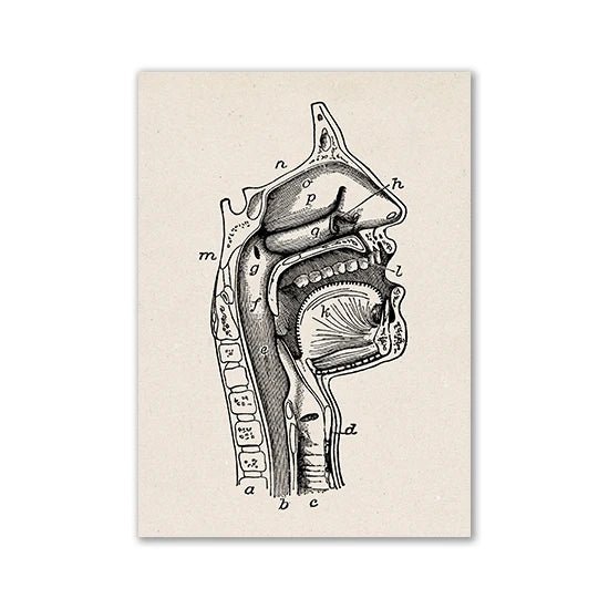 Vintage Human Anatomy Artwork Medical Wall Picture of Throat - DeadScholarSociety