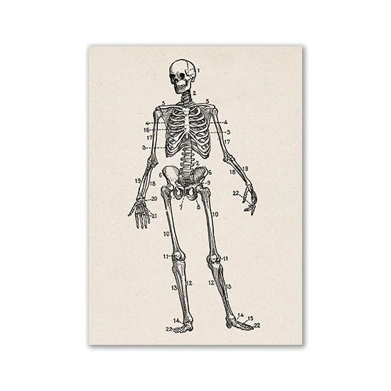 Vintage Medical Artwork Wall Picture of Muscle Skeleton full Human body - DeadScholarSociety